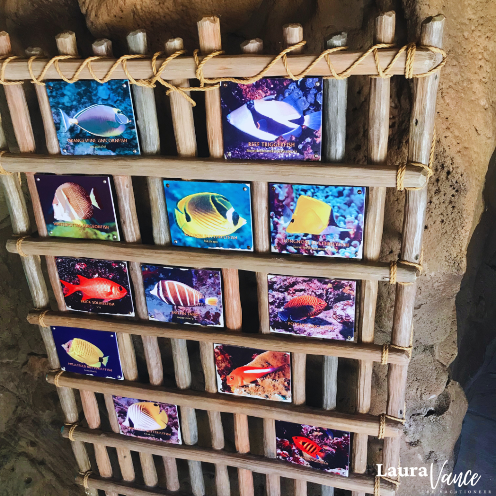 photos with names of the fish that are in Rainbow Reef