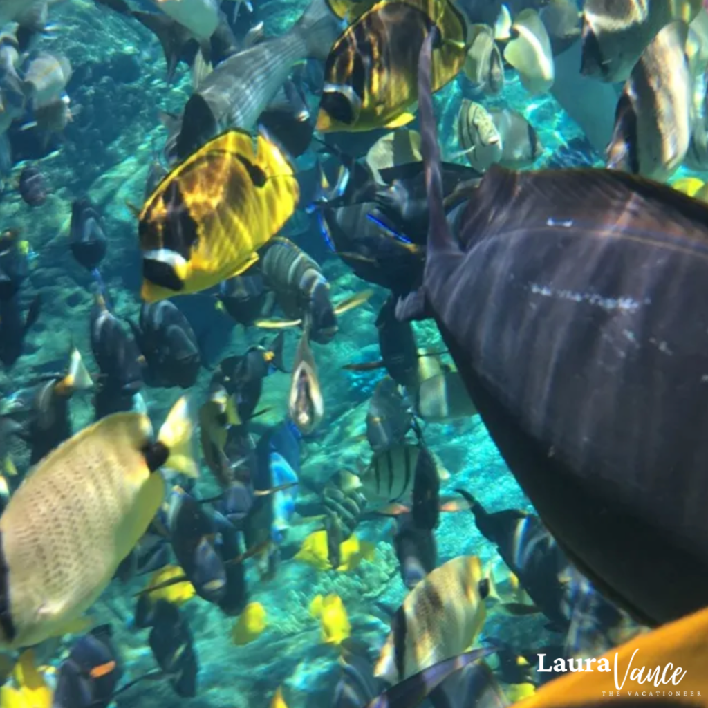 underwater view of Rainbow Reef with colorful fish swimming